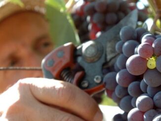 vendemmia-2014-vino-coldiretti-doc