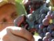 vendemmia-2014-vino-coldiretti-doc