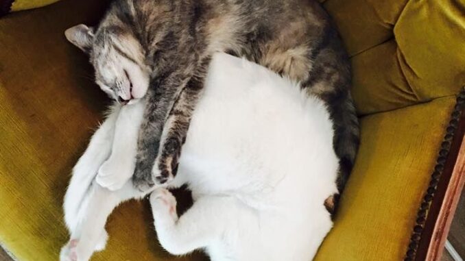 Romeow cat bistrot