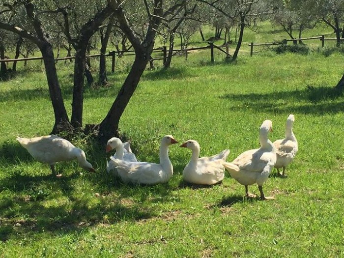 fattoria di maiano