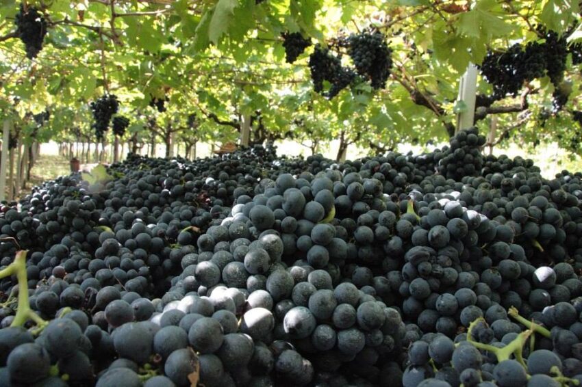 uva_vini_eventi roma dicembre 2015