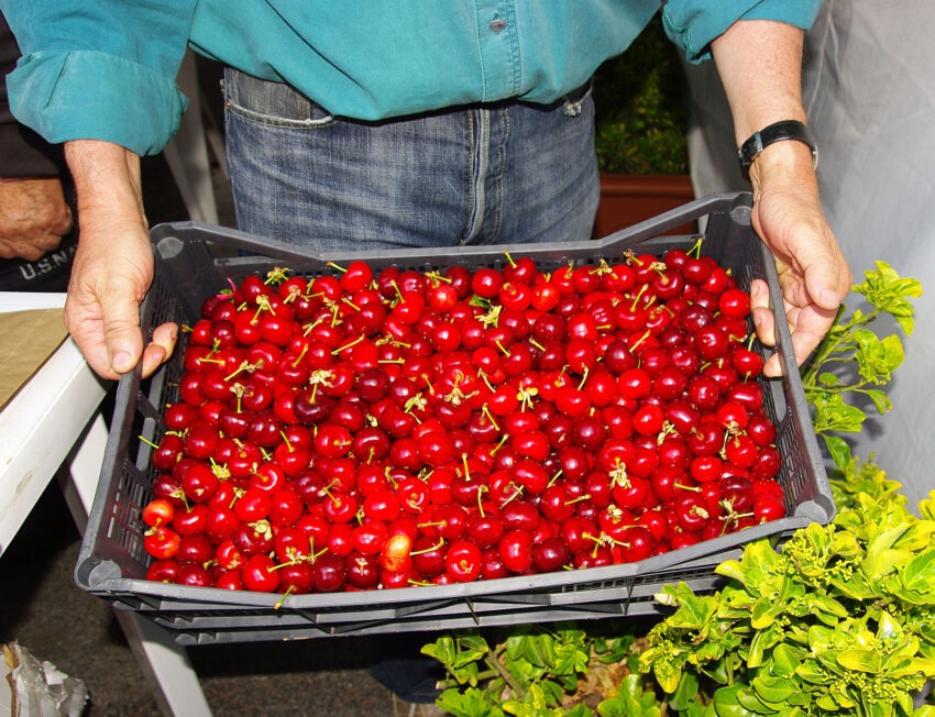 sagre lazio maggio 2016 festa cerase sant'angelo romano