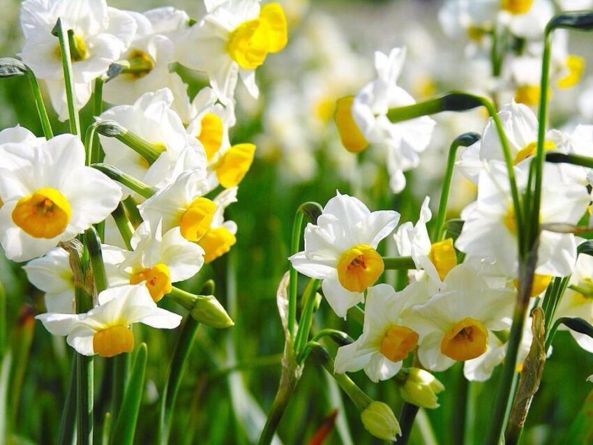 sagre lazio maggio 2016 festa del narciso