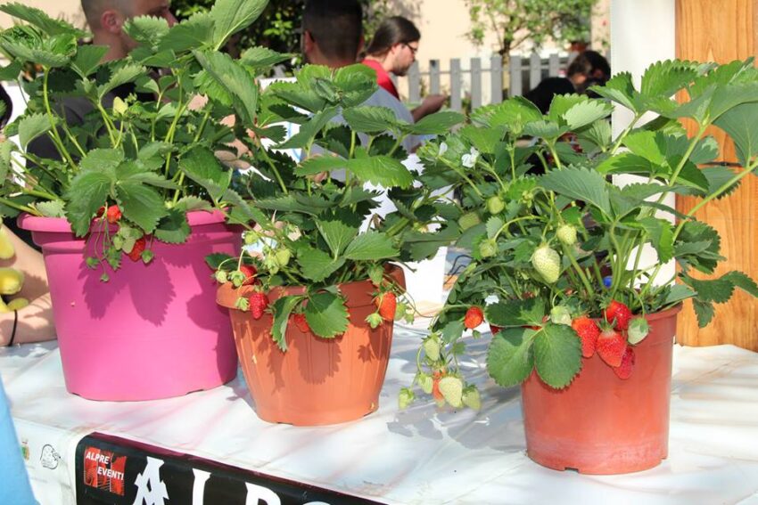 sagre lazio maggio 2016 sagra fragole carchitti