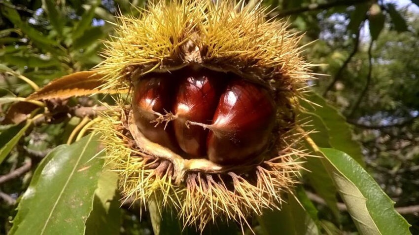 castagna