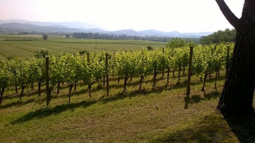guida ai vini d'italia