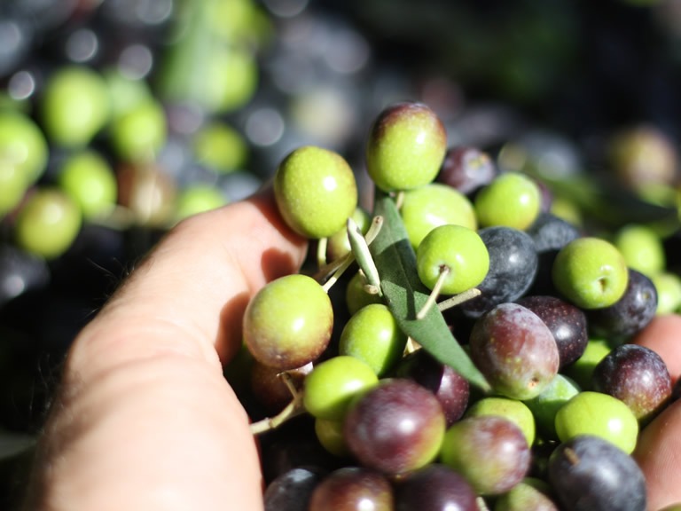olive