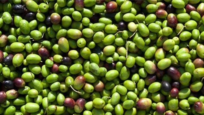 olive