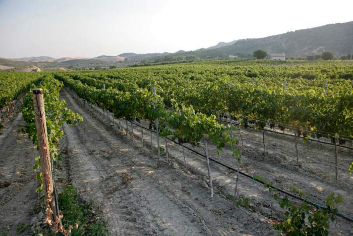 ristorante dattilo vigna