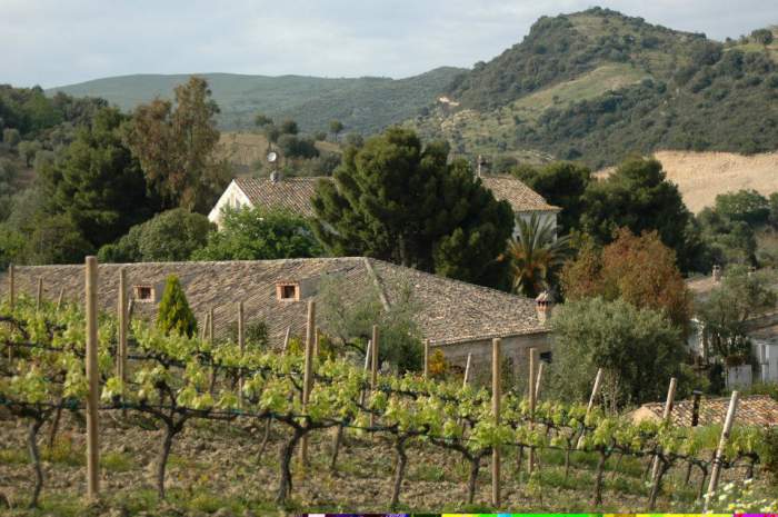 dattilo%20vigneto__1483716811_94-34-45-82