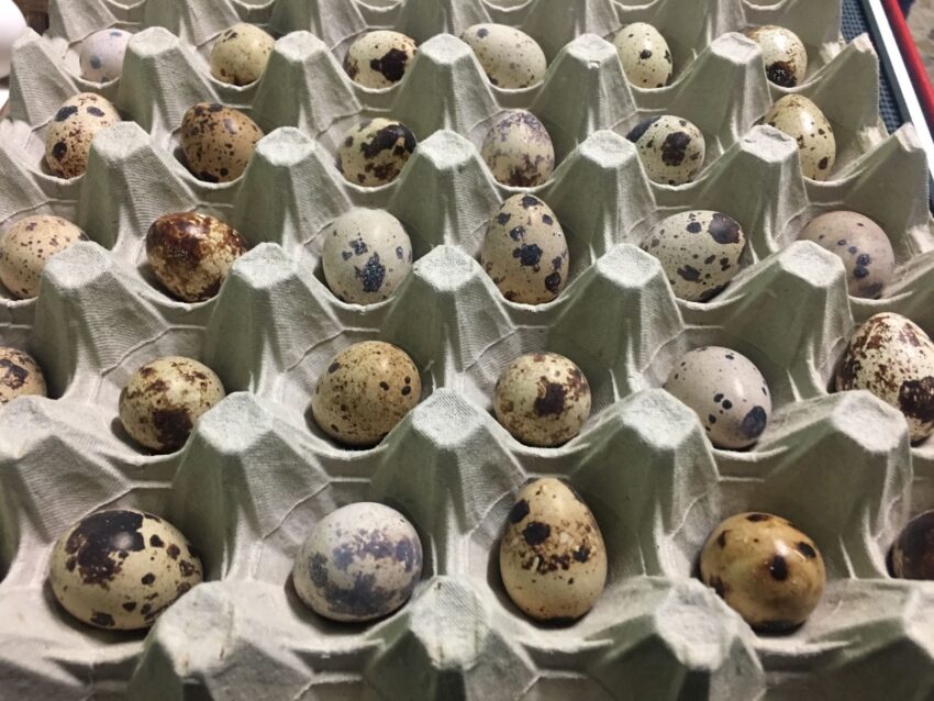 eggs quaglia
