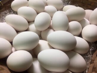 eggs uova