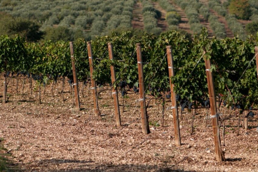 vigneti-praesidium-05