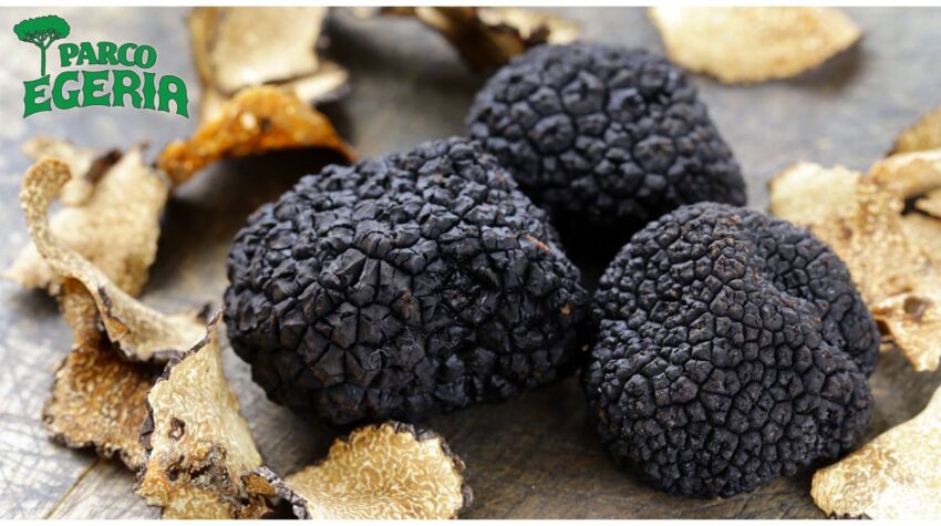 sagre lazio novembre 2017