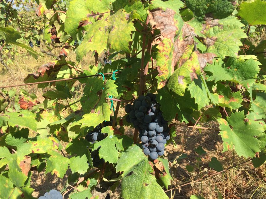 primitivo natalino del prete