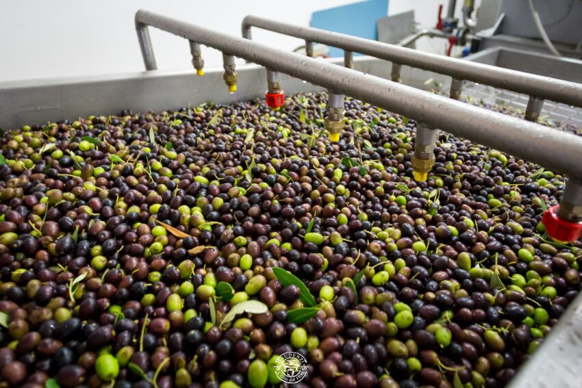 frantoio gaudenzi olio