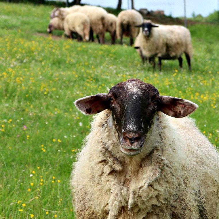 corte dell'abbadessa bologna
