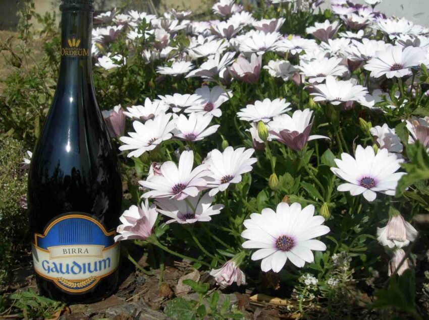 Birra Gaudium