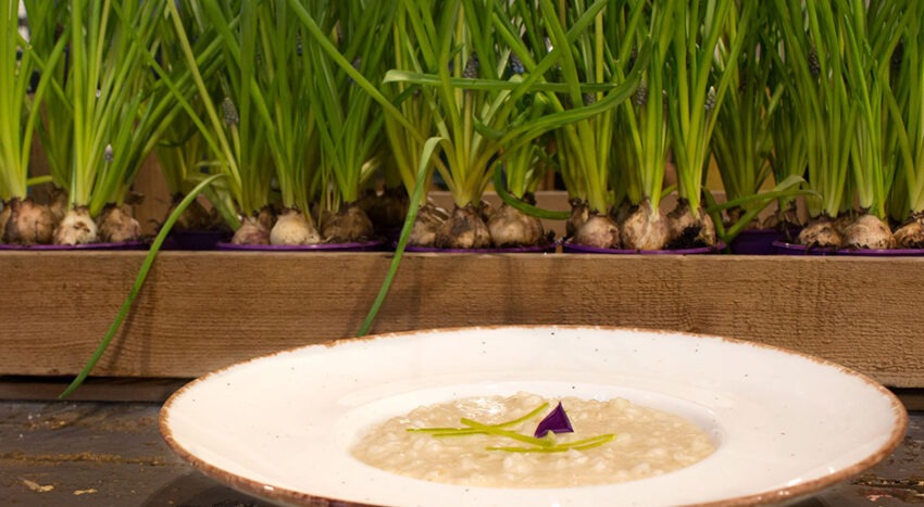 Ristorante Fiorista Milano - Capoverde