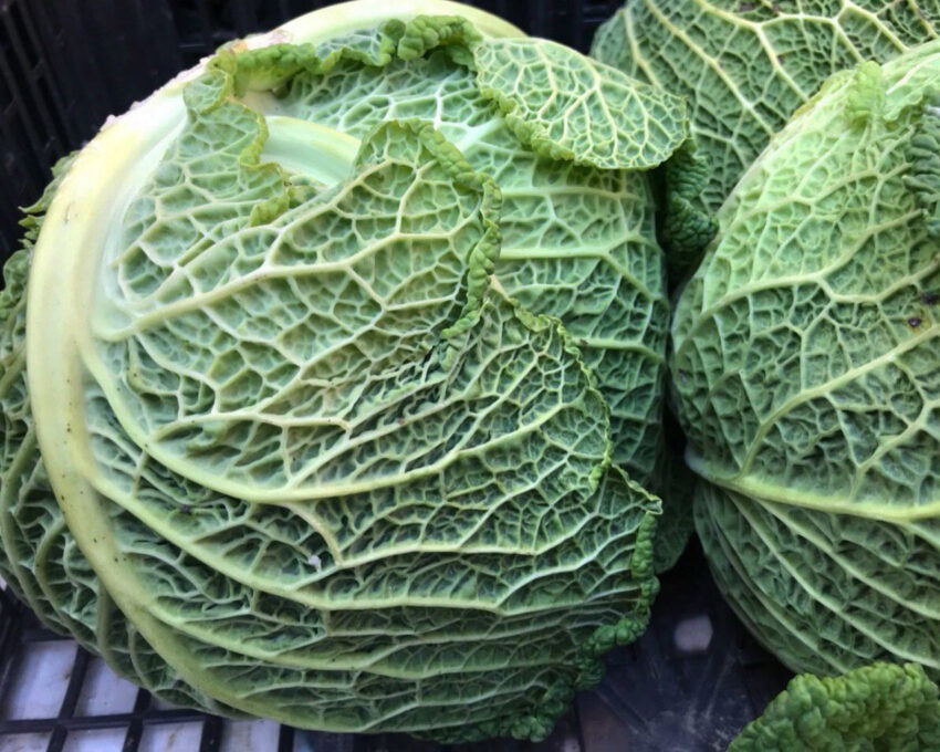 campi aperti bologna