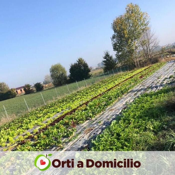 Orti a domicilio, Roma