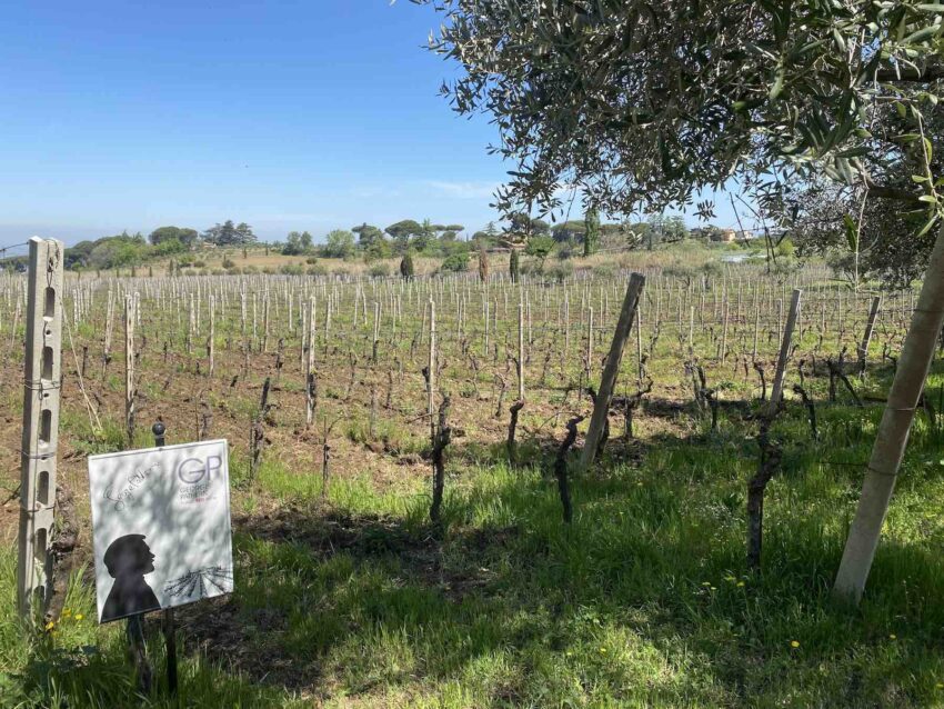 Cantine Santa Benedetta