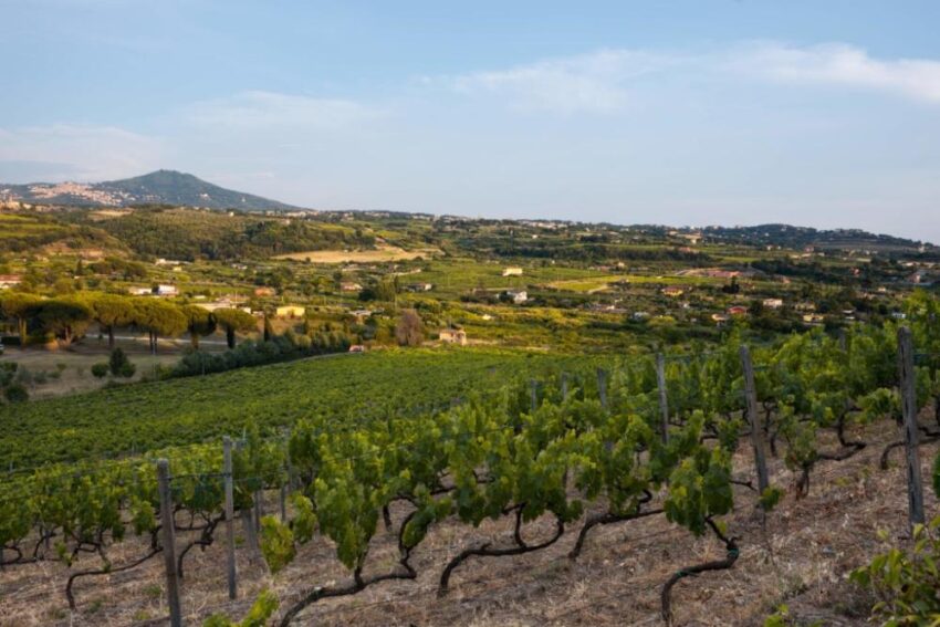 gabriele magno, castelli romani, valle marciana, grottaferrata, roma, vino dei castelli, biologico, vino biologico