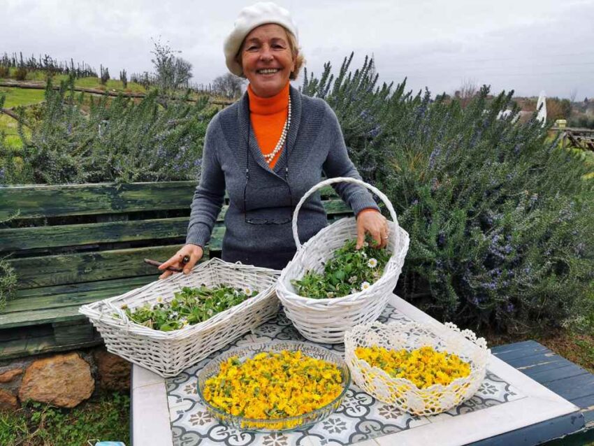 erba regina, frascati, castelli romani, erbe spontanee, erbe coltivate, tuscolo