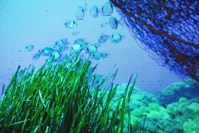 pesce in piazza cosa fare a roma dicembre 2022