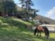Agriturismi con fattorie nel Lazio dove mangiare e bere tra gli animali