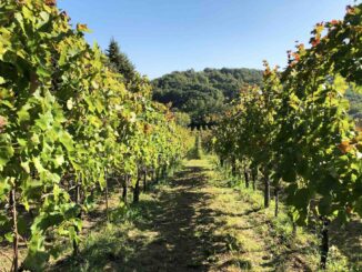 vigna Irpinia - enorme