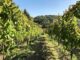 vigna Irpinia - enorme