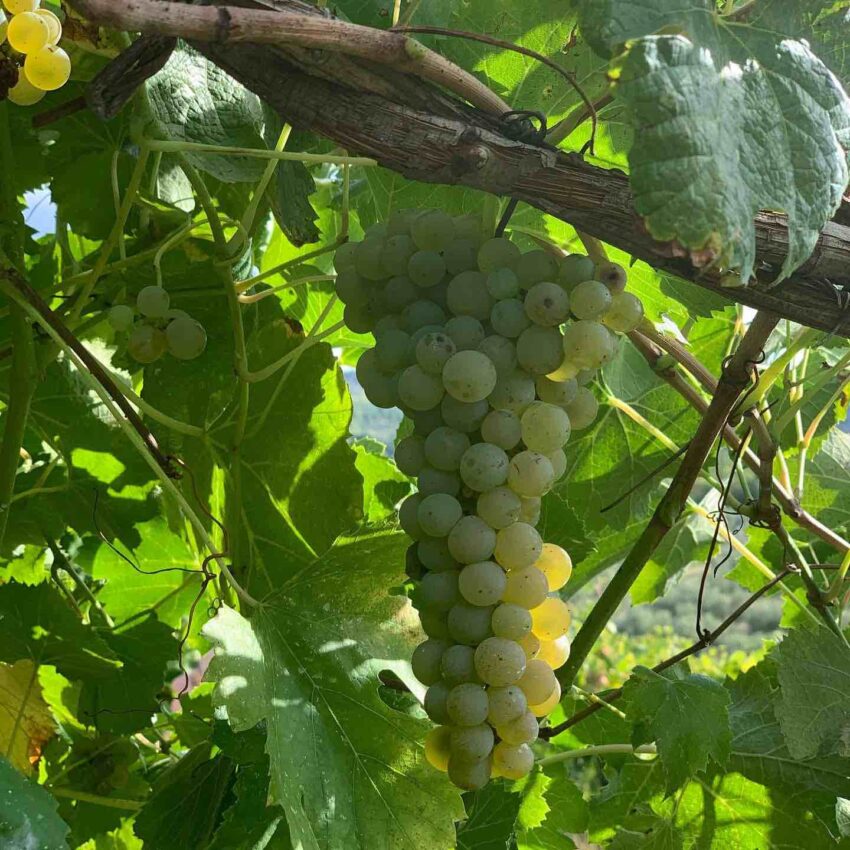 vigna Irpinia - enorme