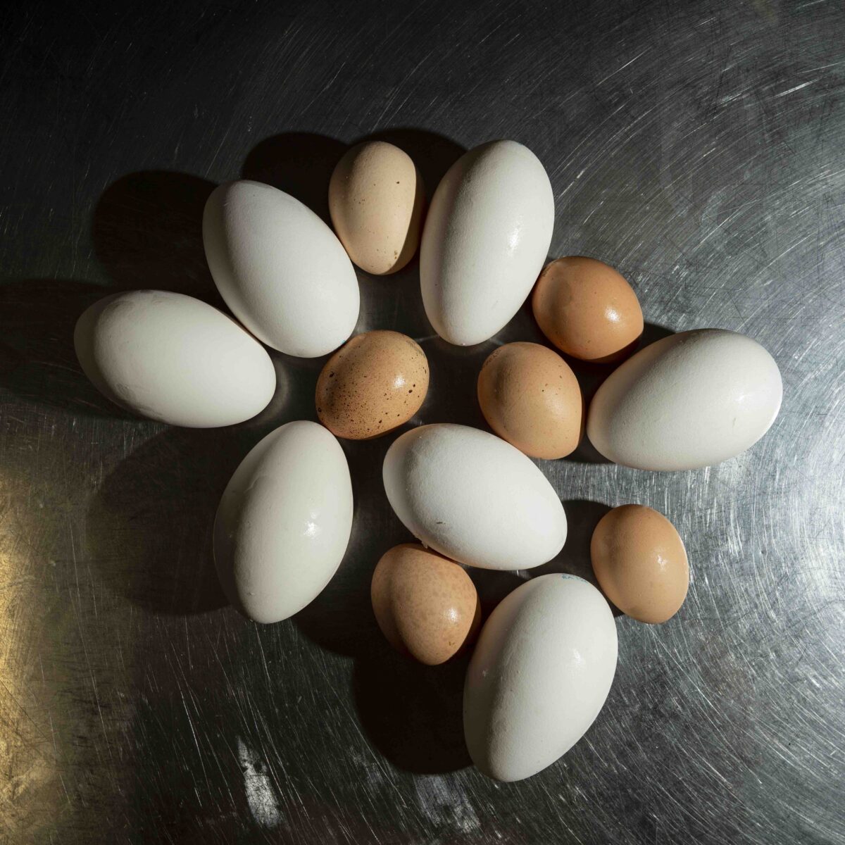 uova eggs
