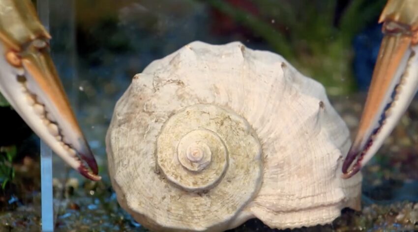 rapana venosa