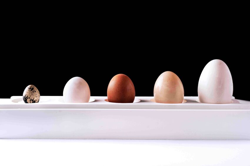 uova biologiche eggs 