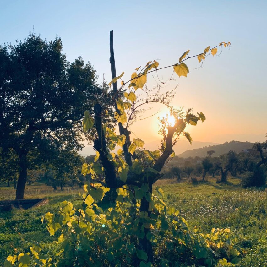 enorme piccolo salone del vino artigianale