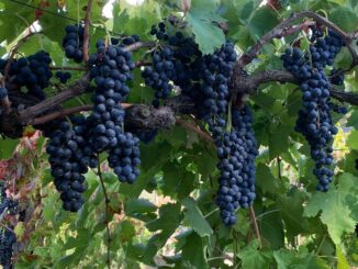 enorme piccolo salone del vino artigianale