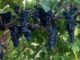 enorme piccolo salone del vino artigianale