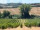 terre margaritelli foligno vino biologico