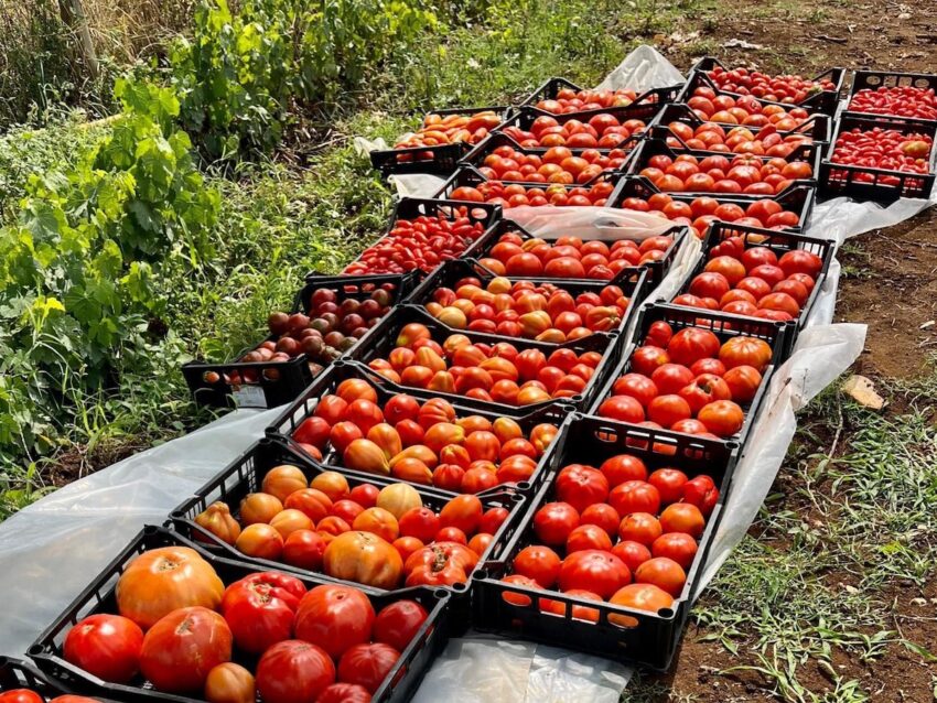 la produzione di pomodori al piglio maison de charme