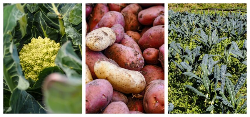 cena agricola da vinificio con orto 2.0
