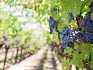 Sagre Lazio ottobre 2025
