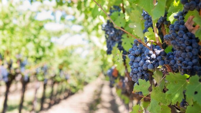Sagre Lazio ottobre 2025