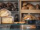 piccolo forno a roma